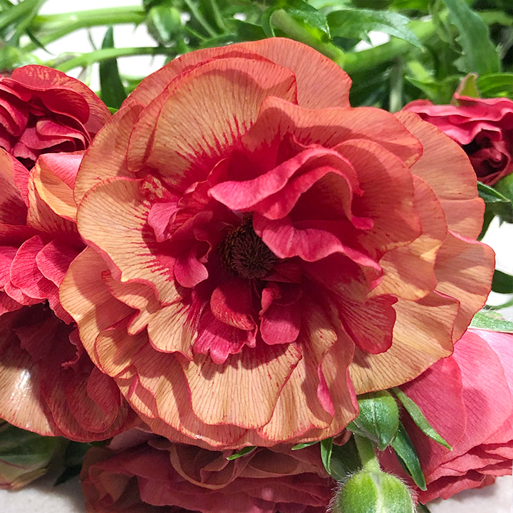 ラナンキュラス ムーサ 秀60CM (赤)