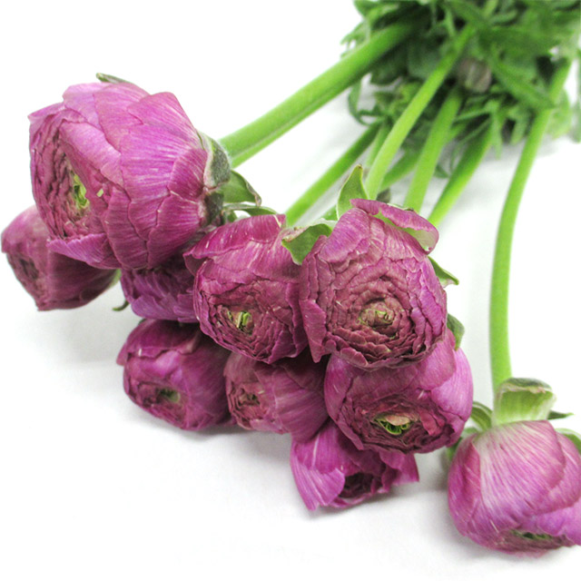 ラナンキュラス フジテマリ 秀40CM (淡紫)