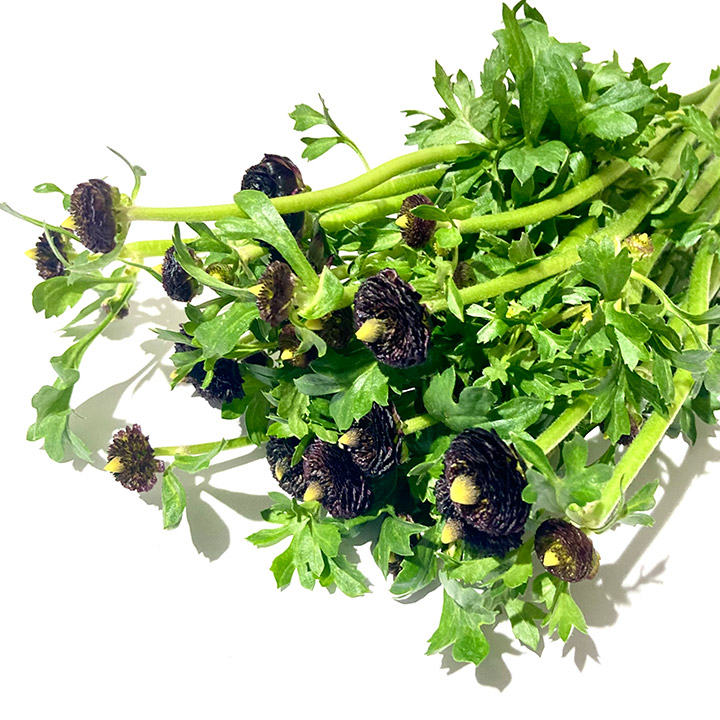 ラナンキュラス リナララーシュ 秀50CM (白)