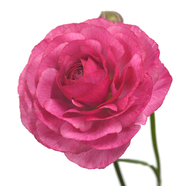 ラナンキュラス　ダークピンク　L 推奨産地【予約メニュー】