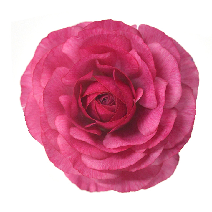 ラナンキュラス　ダークピンク　L 推奨産地【予約メニュー】