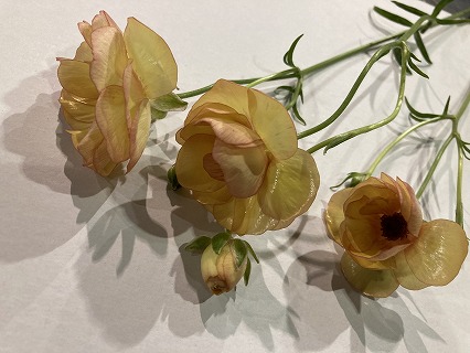 ラナンキュラス ラックスロティス　L 推奨産地【予約メニュー】