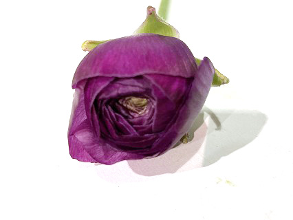 ラナンキュラス ルベール 50CM (紫)