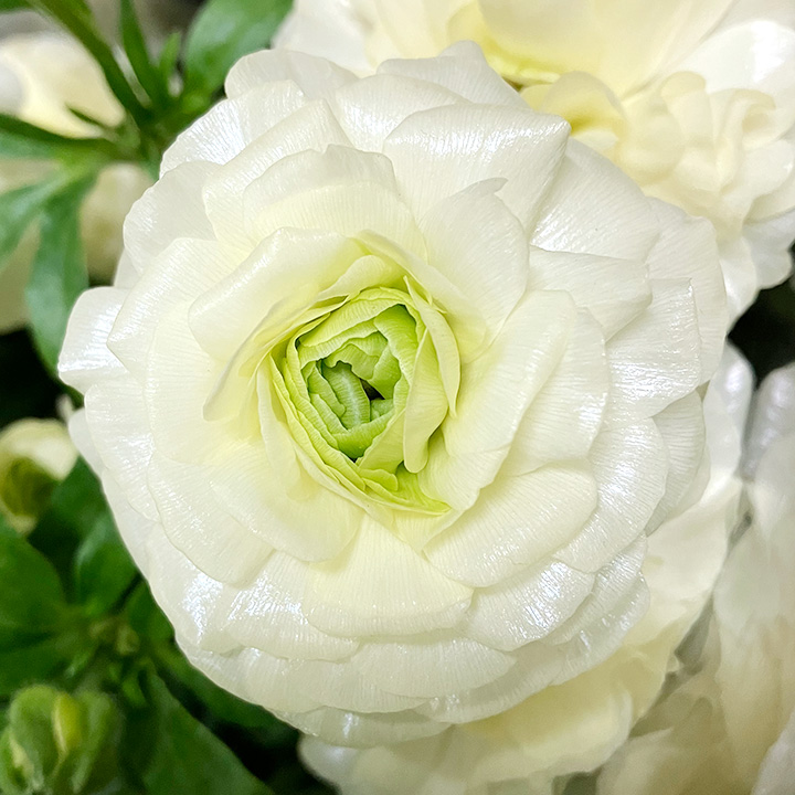 ラナンキュラス グレーシス Ｌ (淡黄色)