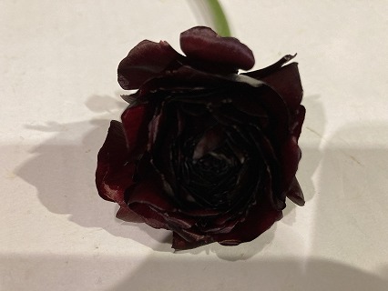 ラナンキュラス ペリゴール 35  -4 (紫紅色・紅色)