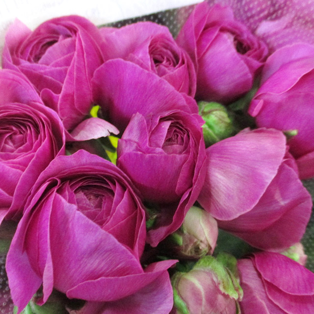 ラナンキュラス シルバーパープル 50CM*SALE* (紫)｜福岡店｜ハナノヒ