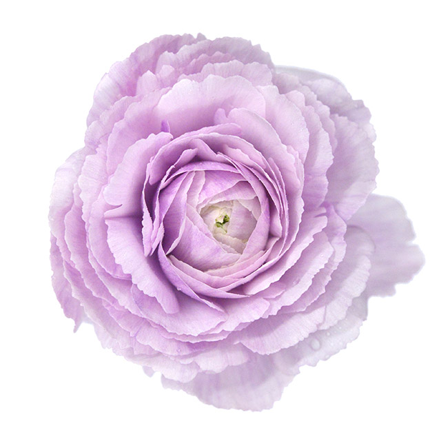 ラナンキュラス　ラベンダー　L 推奨産地【予約メニュー】