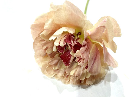 ラナンキュラス シャルロットベージュ 70CMｶﾙﾉ (サーモンピンク)