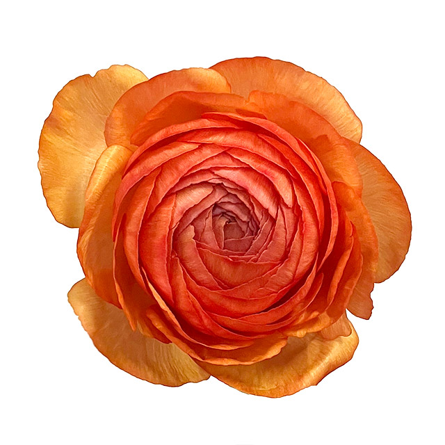 ラナンキュラス エムオレンジ 50CMｾﾚｸﾄ (オレンジ)