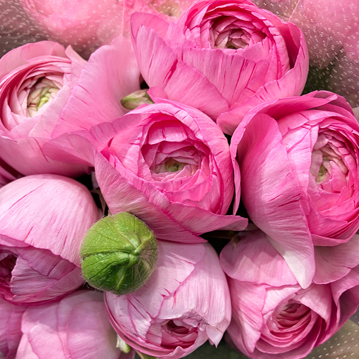 ラナンキュラス　ピンク　L 推奨産地【予約メニュー】