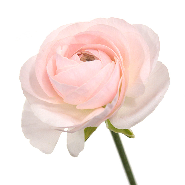 ラナンキュラス　ライトピンク　L 推奨産地【予約メニュー】