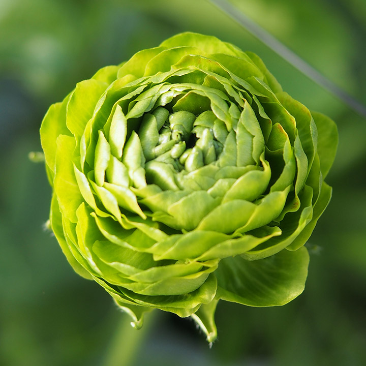 ラナンキュラス　グリーン　L 推奨産地【予約メニュー】