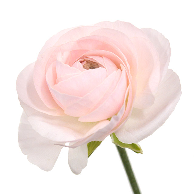 ラナンキュラス フェラン ｼｭｳ50CM (淡ピンク)