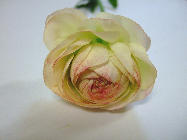 ラナンキュラス オルレアン 秀40CM (淡ピンク)