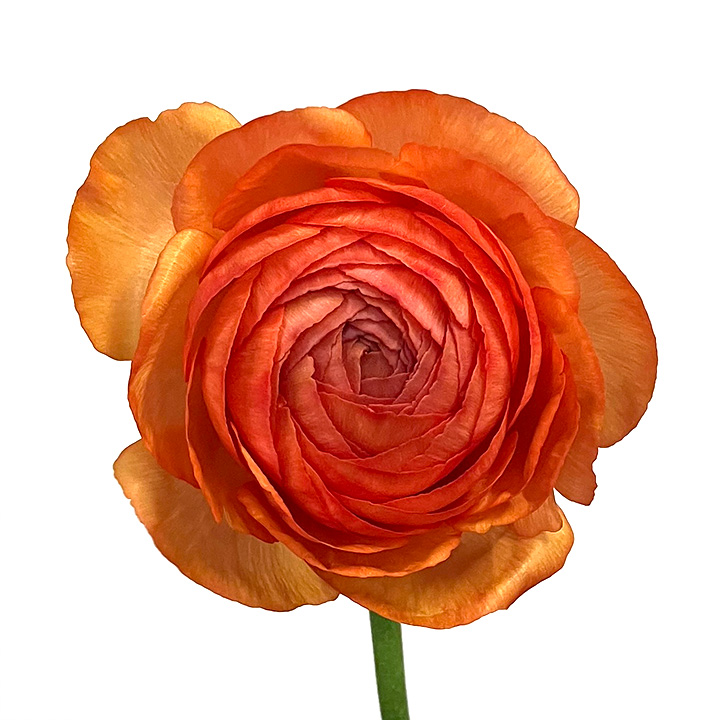 ラナンキュラス　オレンジ　L 推奨産地【予約メニュー】