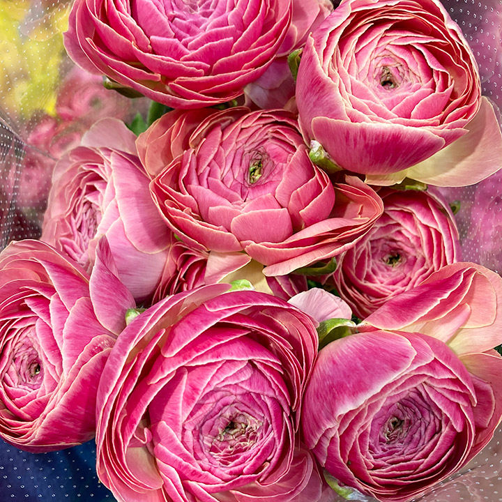 ラナンキュラス ラナンキュラス ラックス】 ニノス3.5号 | はなそうにんオゼジュン先生