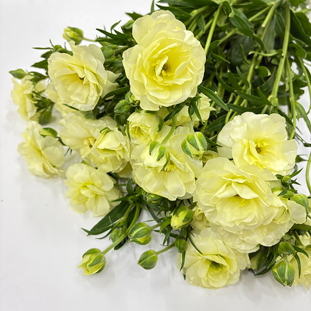 ラナンキュラス ラックス グレーシス（W） 秀L (白)｜大田市場店