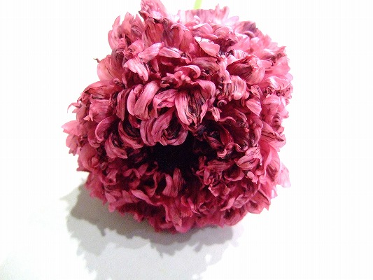 ラナンキュラス ＞ サフィー 優40 (ピンク)｜東京店｜ハナノヒmarket