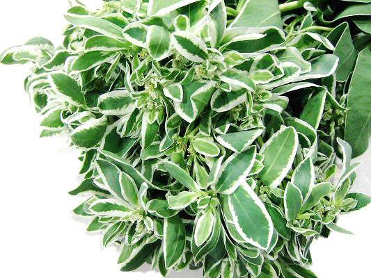 ユーフォルビア ヒヨウガ 秀50 (白)