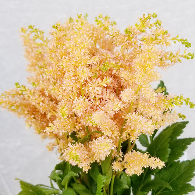 アスチルベ ソメアプリコツト 40ｃｍ (オレンジ)