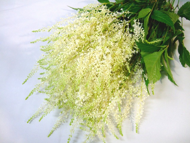 アスチルベ アスチルベ　ホワイト　M 推奨産地【予約メニュー】