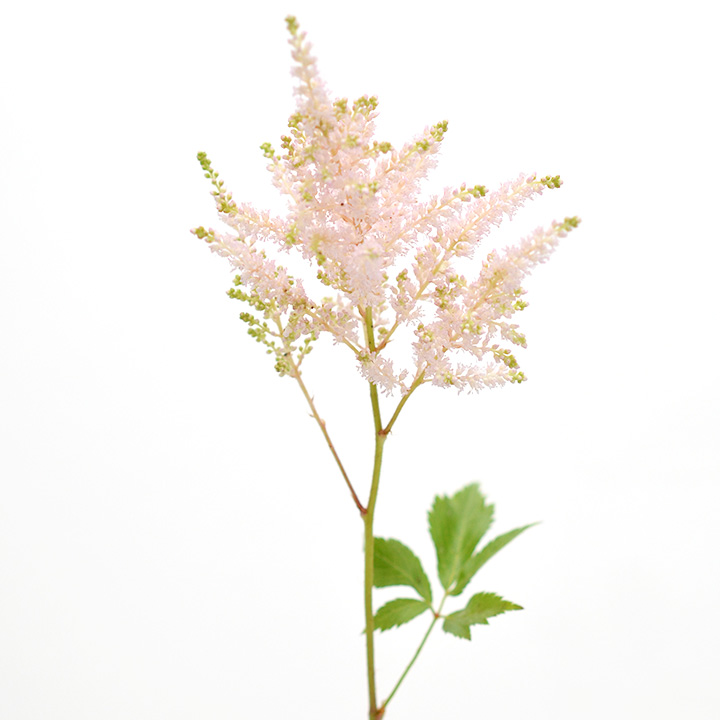 アスチルベ　ライトピンク　M 推奨産地【予約メニュー】