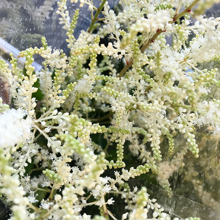 アスチルベ エメラルド 50ｃｍ (白)