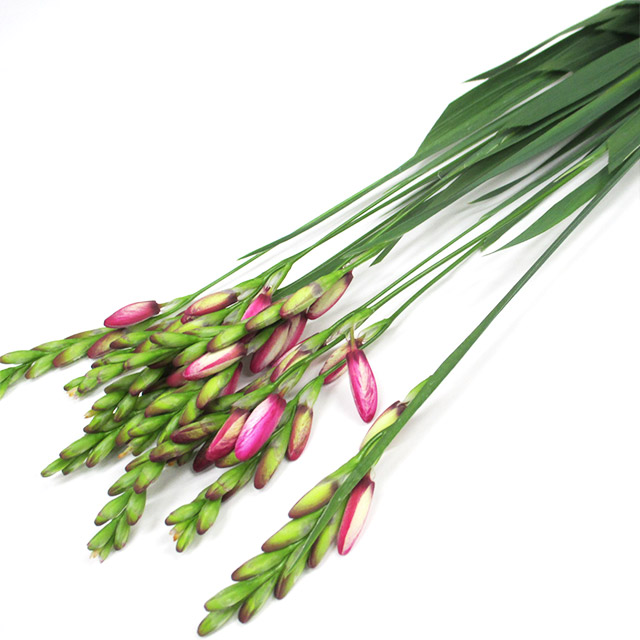 イキシア パノラマ 65ｃｍ (ピンク)