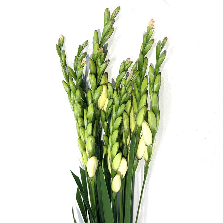 イキシア ジャイアント 80CM (白)