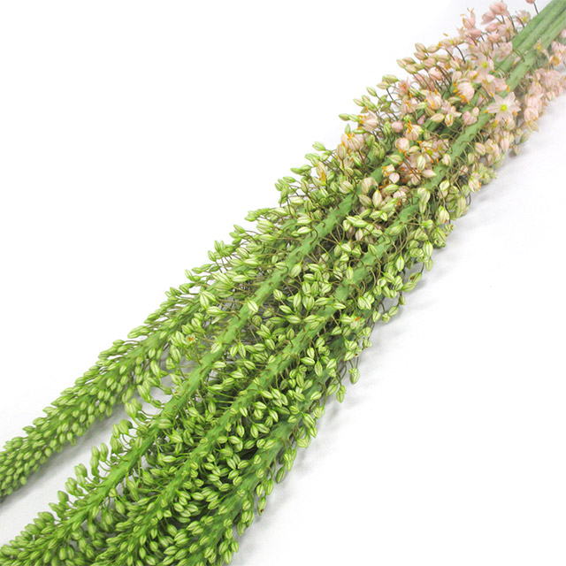 エレムルス エレムルスピンク 120CM※宅配不可 (ピンク)