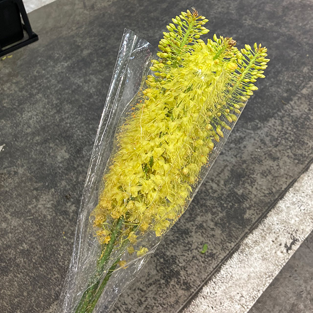 エレムルス　イエロー　2L 推奨産地【予約メニュー】
