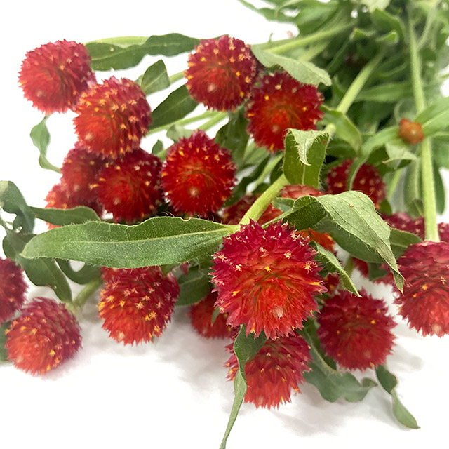 センニチコウ　ストロベリーフィールド　L 推奨産地【予約メニュー】