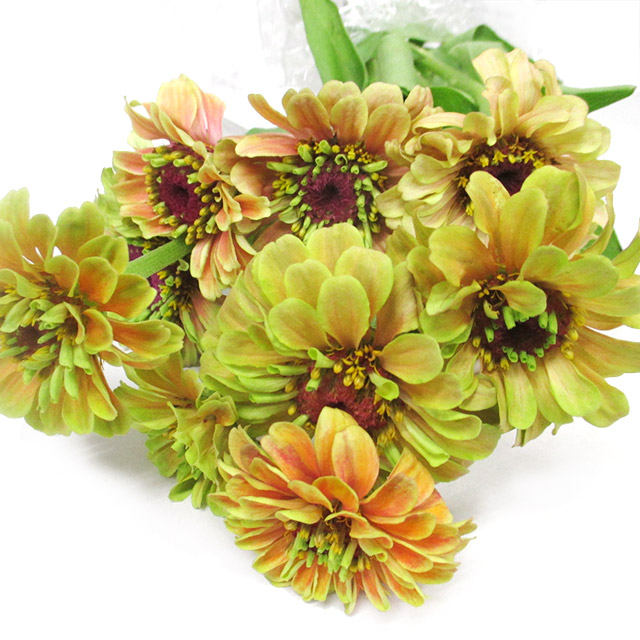 ジニア クイーンオレンジライム 50-40C (オレンジ)