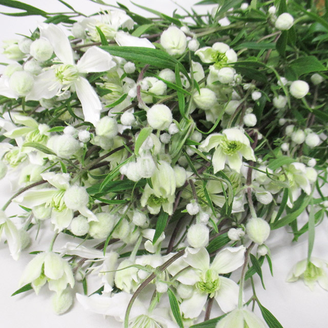 クレマチス ホワイトジュエル 優秀6- (白)