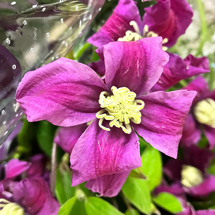 クレマチス キーウ　L 推奨産地【予約メニュー】