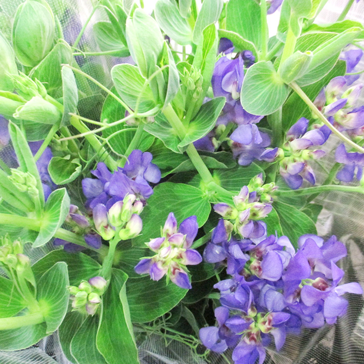 宿根スイートピー　ブルーフレグランス　2L 推奨産地【予約メニュー】