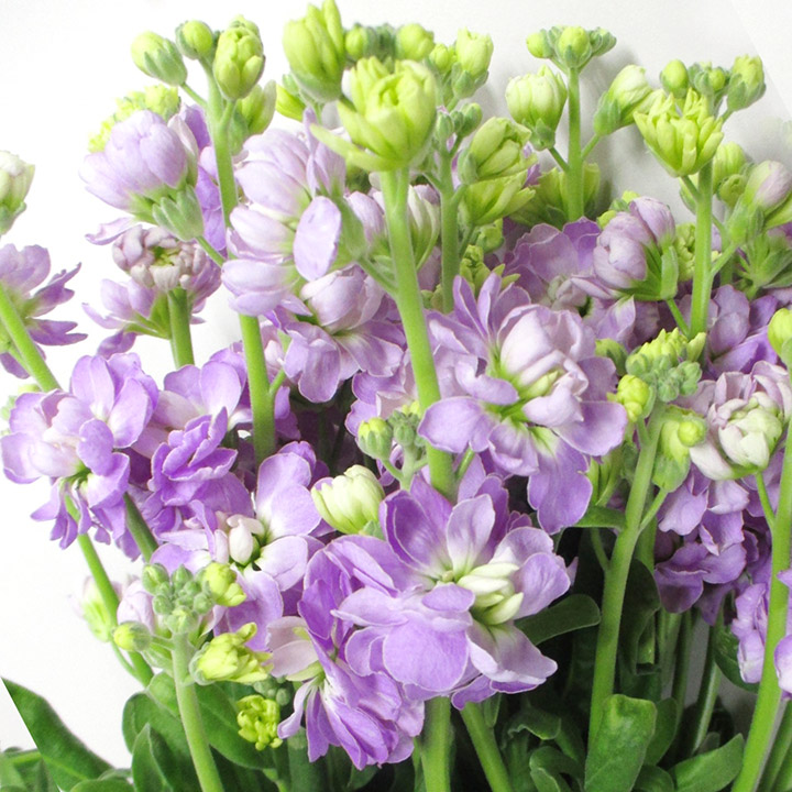 スプレーストック カルテットマリンフラッシュ 秀80 (淡紫)