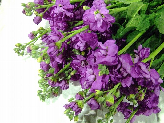 スプレーストック カルテットブルー 注秀60 (紫)