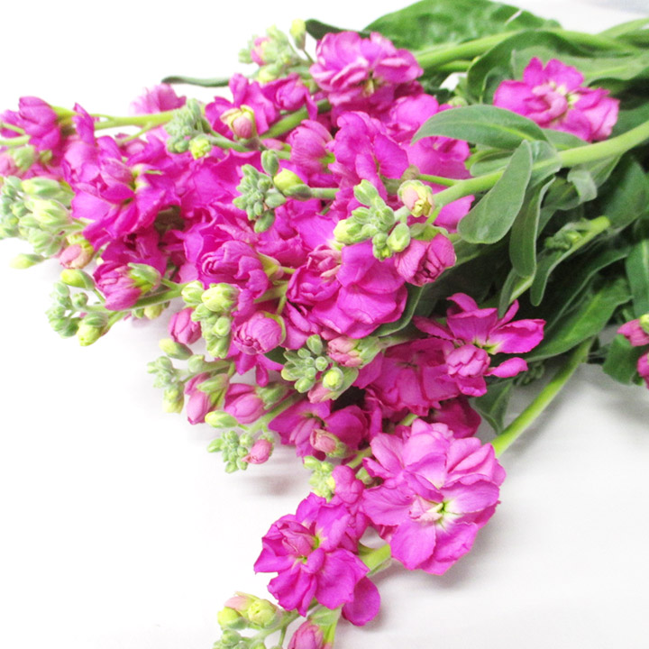 スプレーストック カルテットピンク 秀60CM (ピンク)