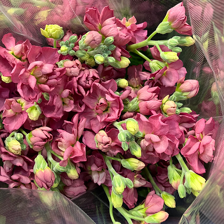 スプレーストック シャンテセードブラウン 秀50CM (茶色)