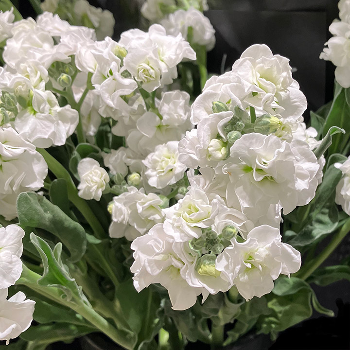 スプレーストック スパークホワイト 秀60 (白)｜大田市場店｜ハナノヒ