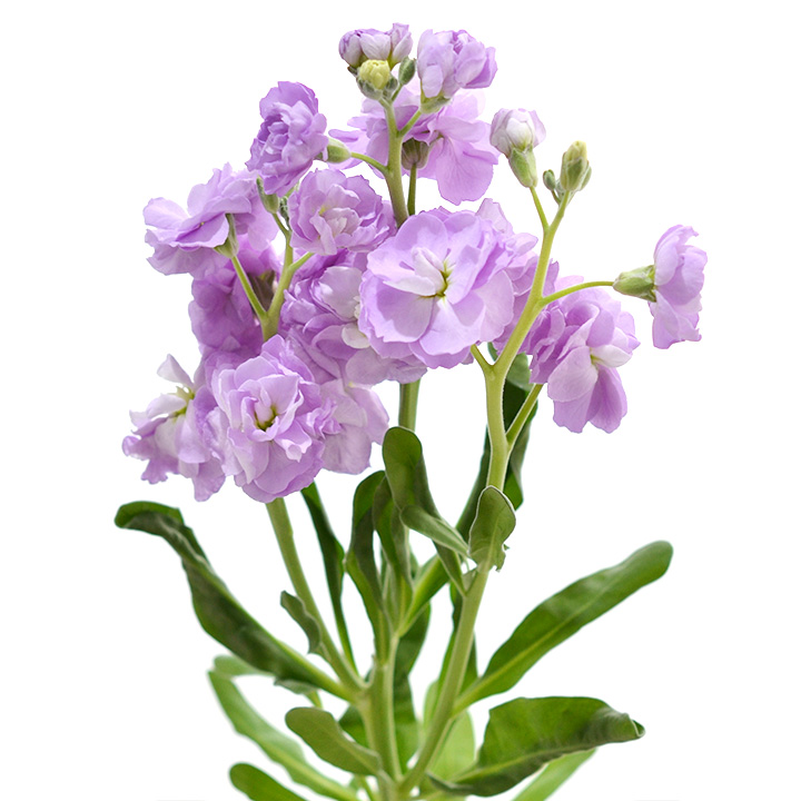 スプレーストック　ラベンダー　L 推奨産地【予約メニュー】