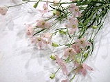 デルフィ　スプレー スーパーハッピーピンクス 秀60CM (ピンク)