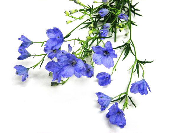 デルフィ　スプレー スーパーラベンダースプ Ｍ6- (淡紫)