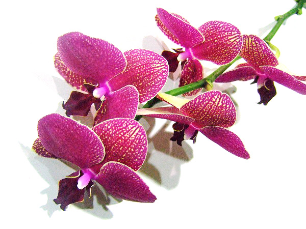 ファレノプシス タイダソリュー　L 推奨産地【予約メニュー】