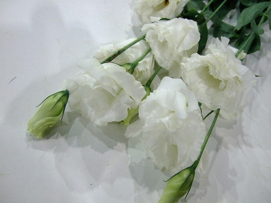 トルコ　ヤエ　ホワイト ボレロフレアホワイト 秀80 (白)