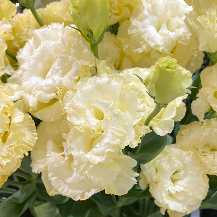 リシアンサス | ハナノヒmarket｜旬のお花を市場や生産者さんから宅配