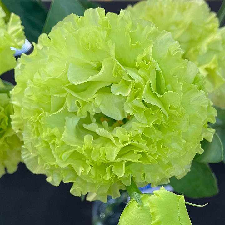 リシアンサス | ハナノヒmarket｜旬のお花を市場や生産者さんから宅配