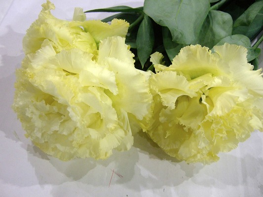 トルコ　ヤエ　Ｙ　＆　Ｇ ボヤージュゴールト 秀Ｌ (黄色)