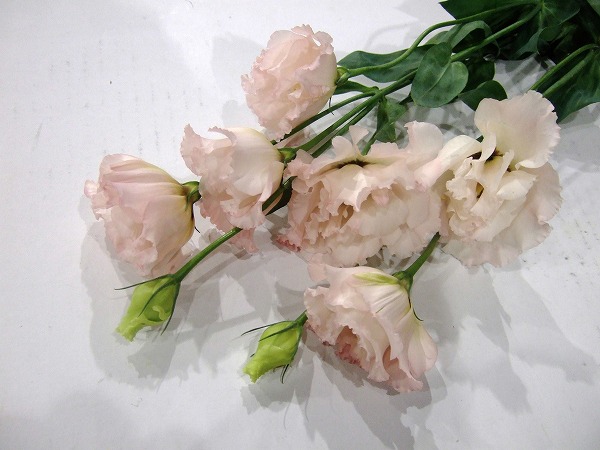 トルコヤエＰ　グラナスライトピンク 70CM (淡ピンク)